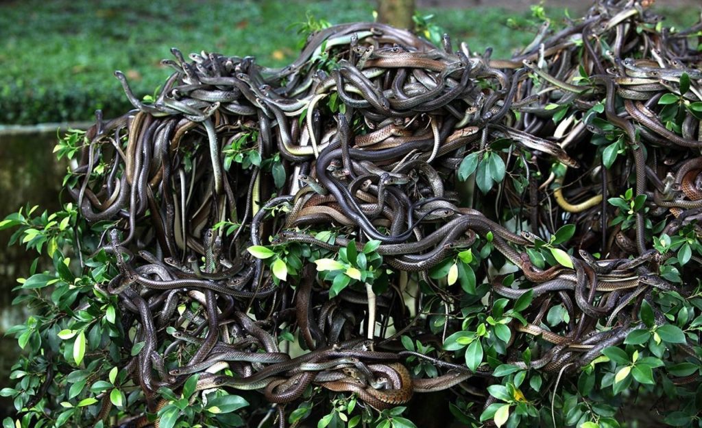 Змеиный остров в Бразилии.