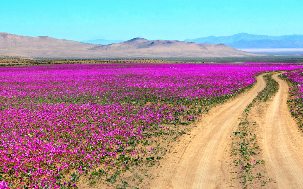 Цветущая пустыня.