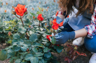 Когда и как садить или пересаживать розы?