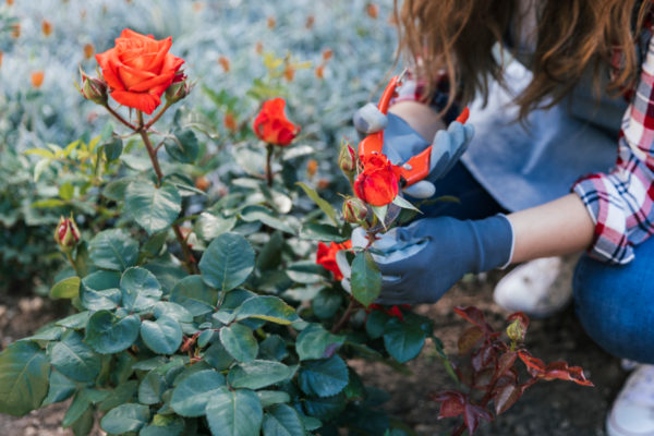Когда и как садить или пересаживать розы?